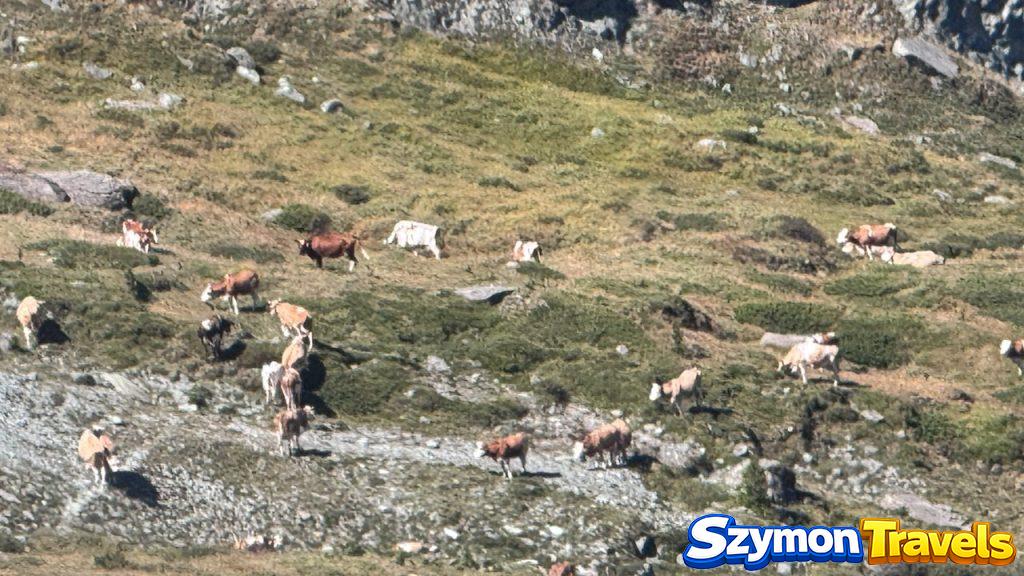Krowy na alpejskiej łące nad Zermatt Krowy pasące się na alpejskiej łące nad Zermatt, z kamieniami, trawą i górskim zboczem.