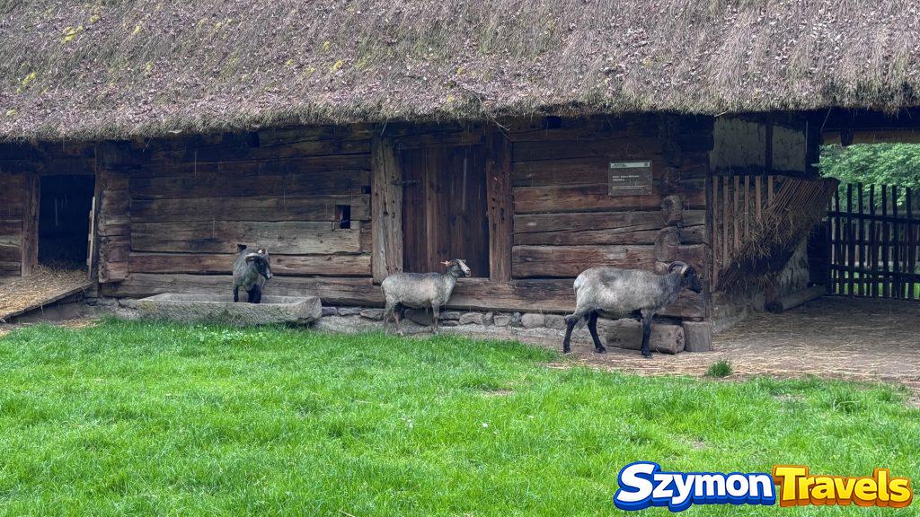 Owce przy drewnianym budynku w Muzeum Wsi Opolskiej