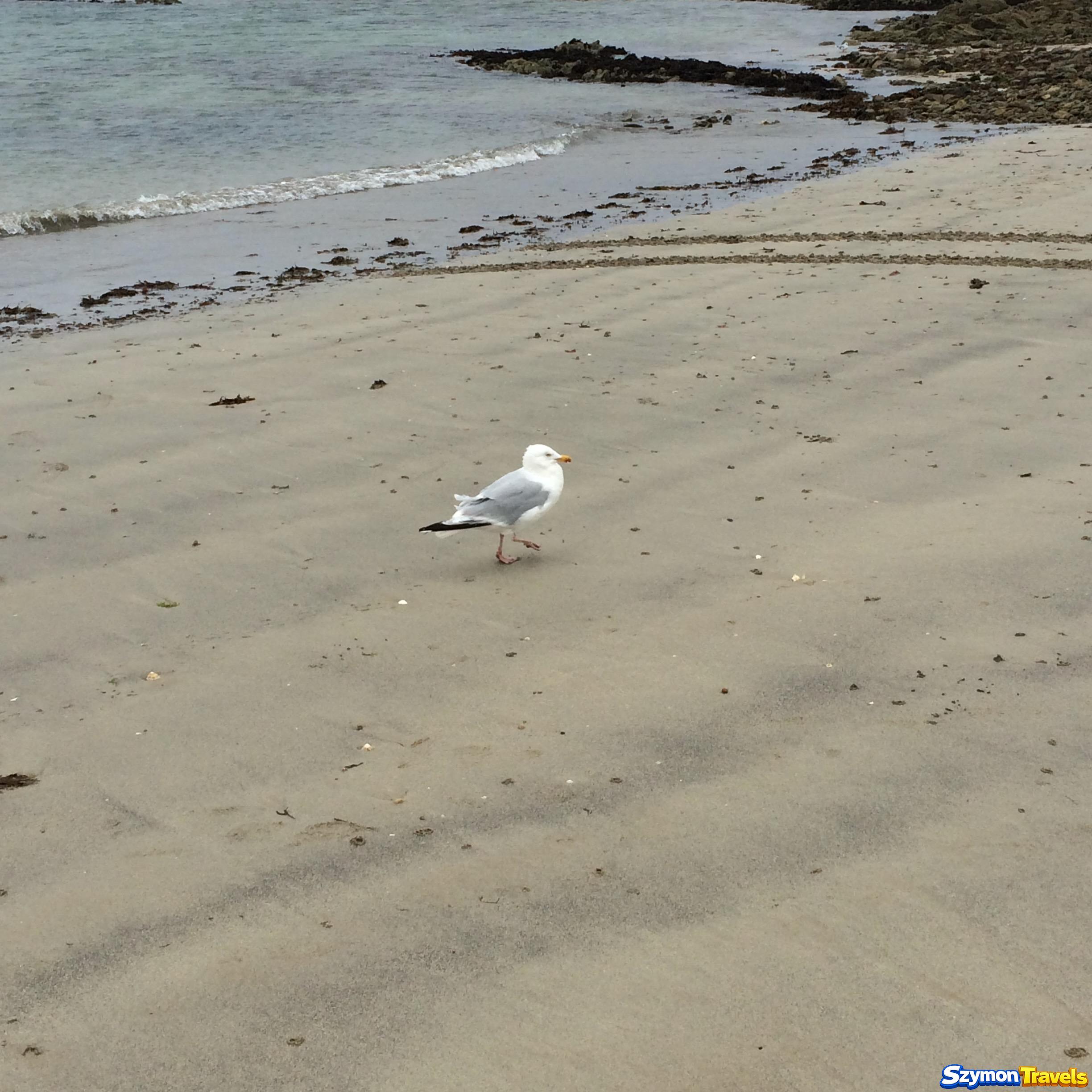 Mewa spacerująca po plaży przy Saint-Malo w Bretanii