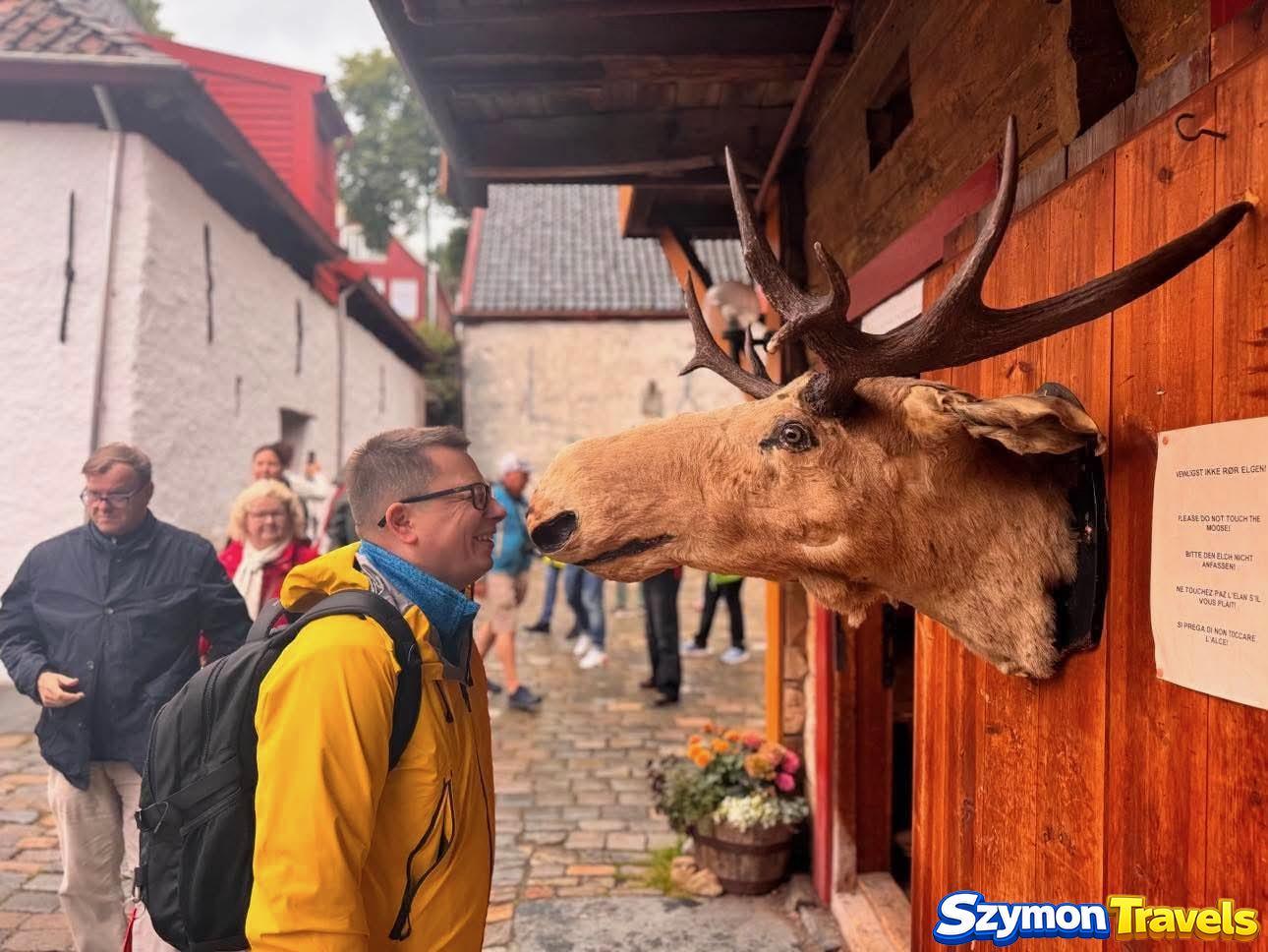 Spotkanie z łosiem w zaułkach Bryggen Turysta w żółtej kurtce stojący obok wypreparowanej głowy łosia w drewnianym zaułku Bryggen