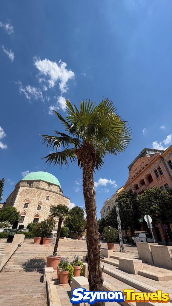 Palma w donicy na Széchenyi tér i kopuła dawnego meczetu w Pécsu