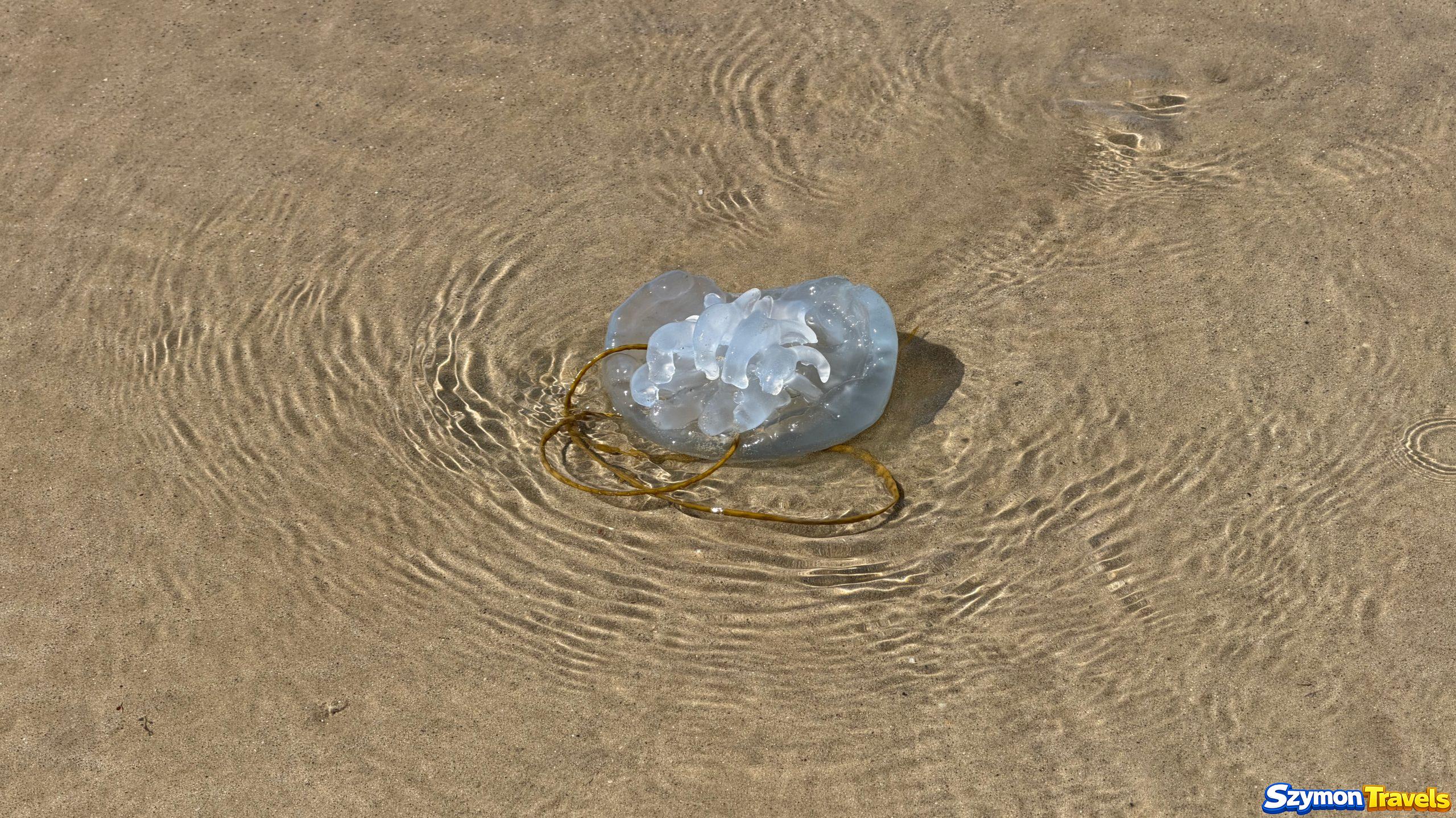 Meduza leżąca w płytkiej wodzie na Plage du Pont w Saint-Malo
