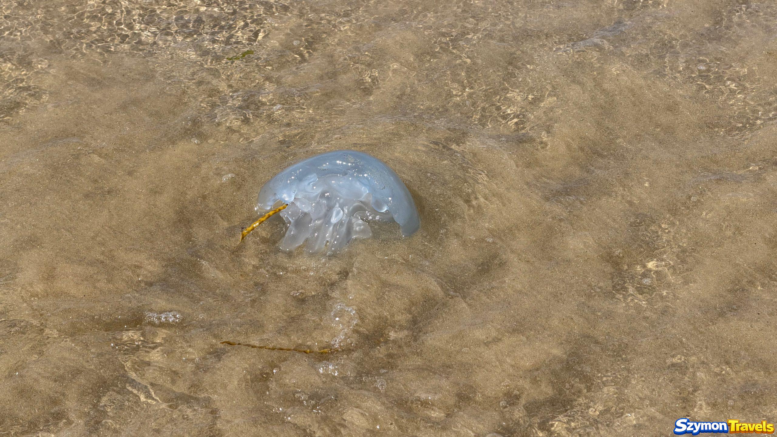 Jasnoniebieska meduza w płytkiej wodzie przy Plage du Pont
